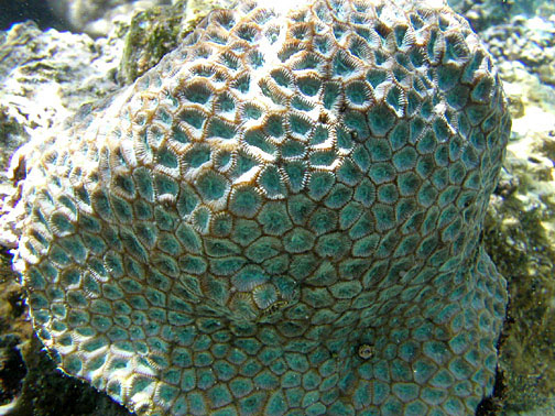  Favites chinensis (Moon Coral, Pineapple Coral, Brain Coral, Star Coral)